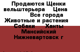 Продаются Щенки вельштерьера  › Цена ­ 27 000 - Все города Животные и растения » Собаки   . Ханты-Мансийский,Нижневартовск г.